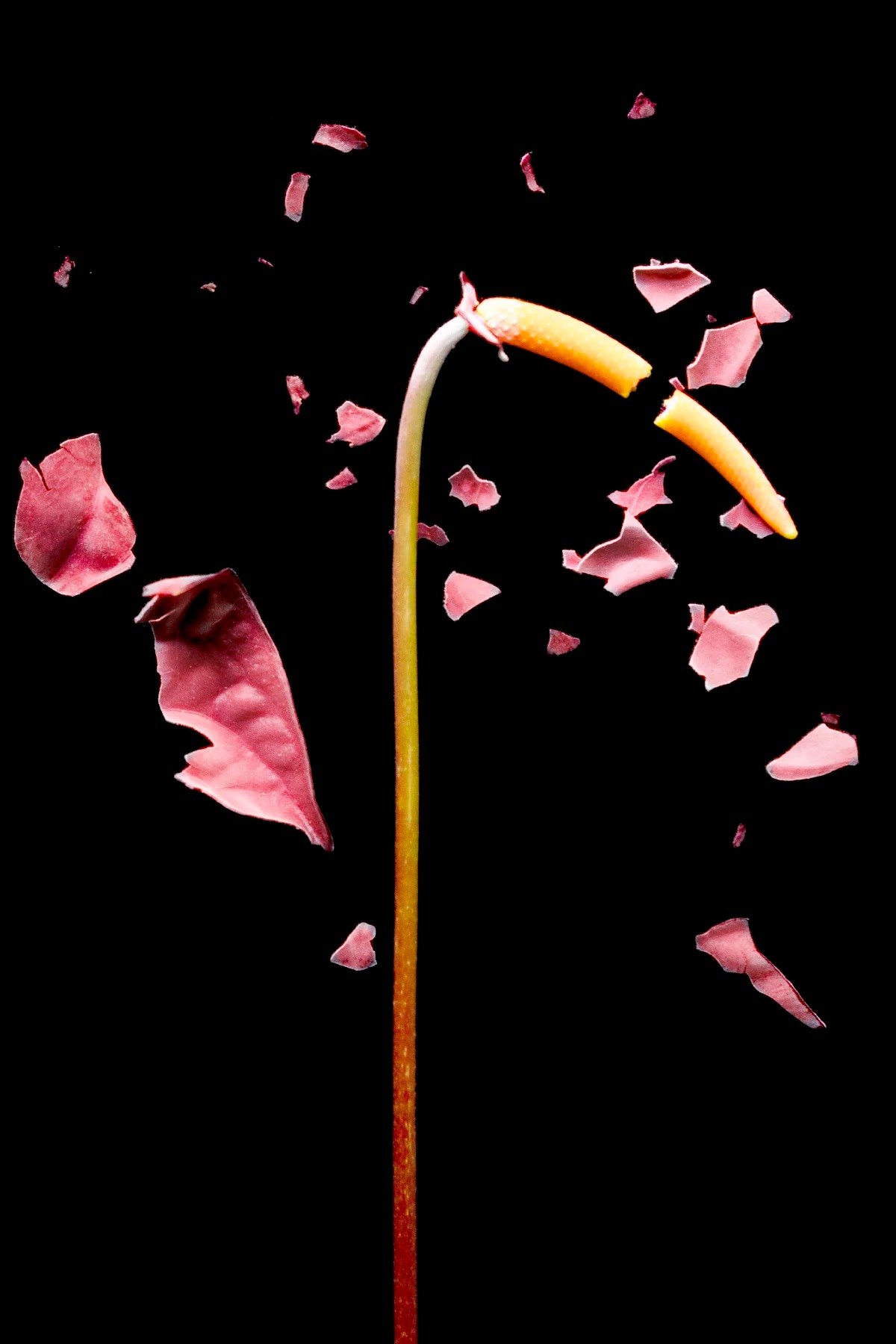 Pink petals scattering around a curved flower stem on black