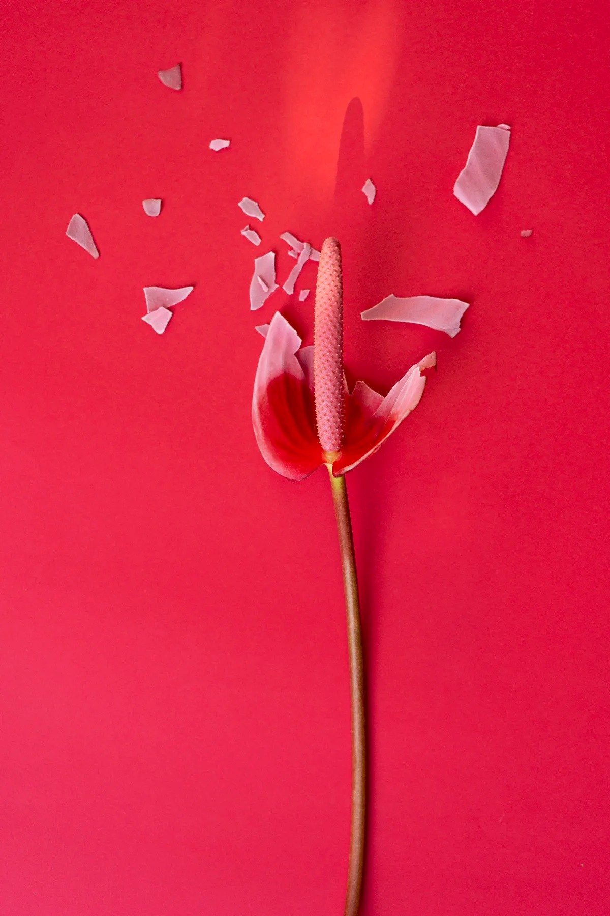 Pink flower and falling petals against a vivid red background