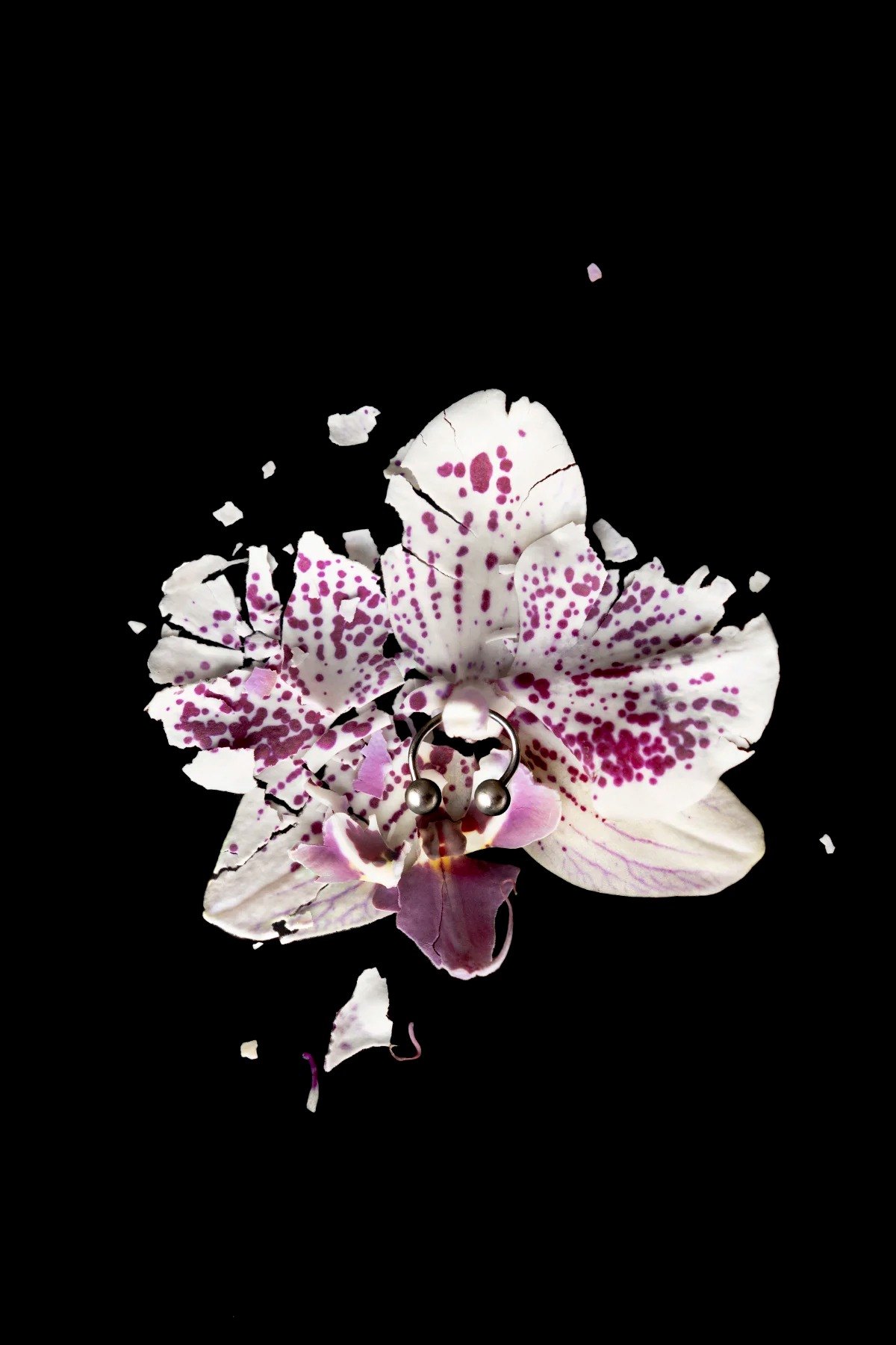 Pale patterned orchid against black