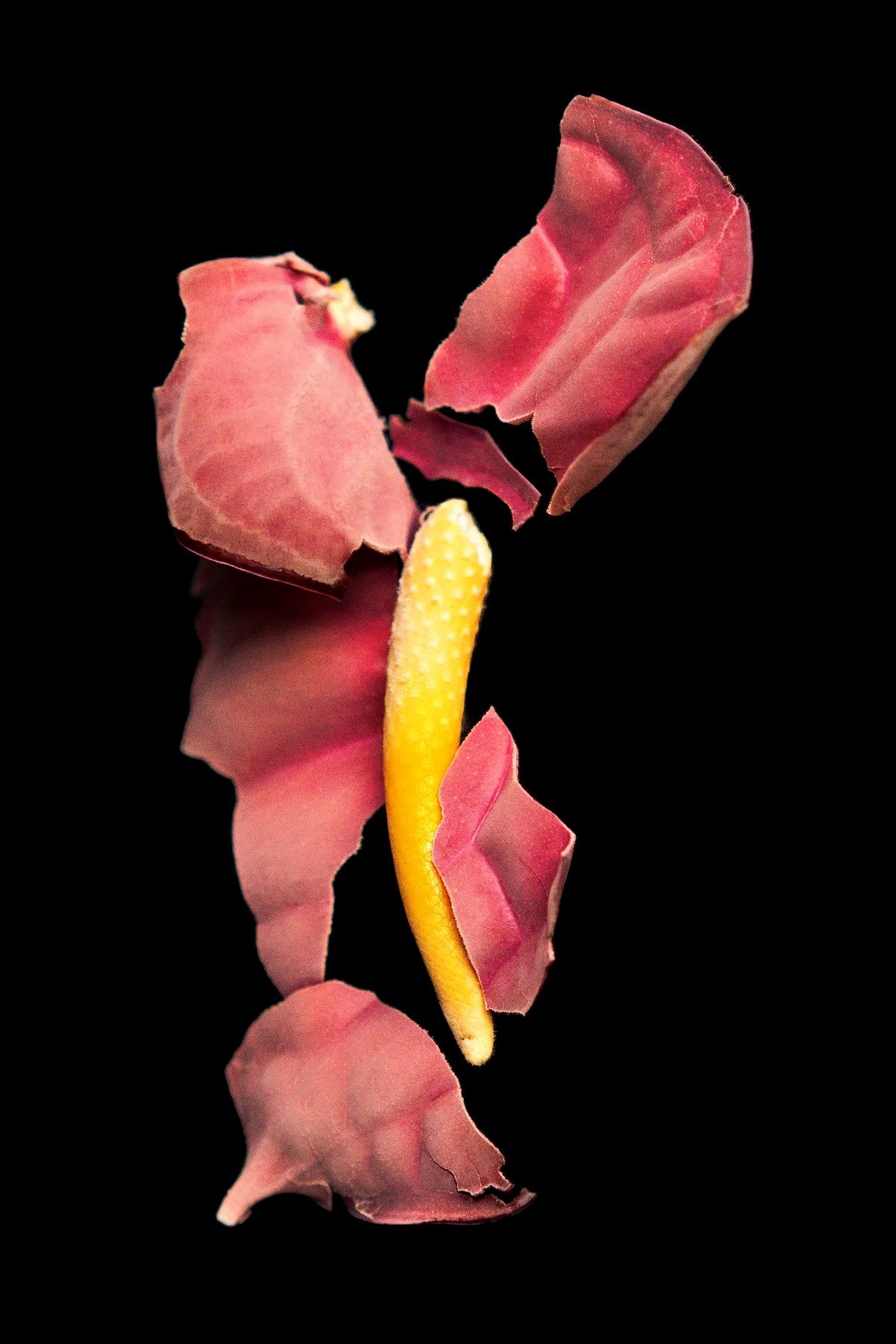 Red flower petals suspended around a yellow centre