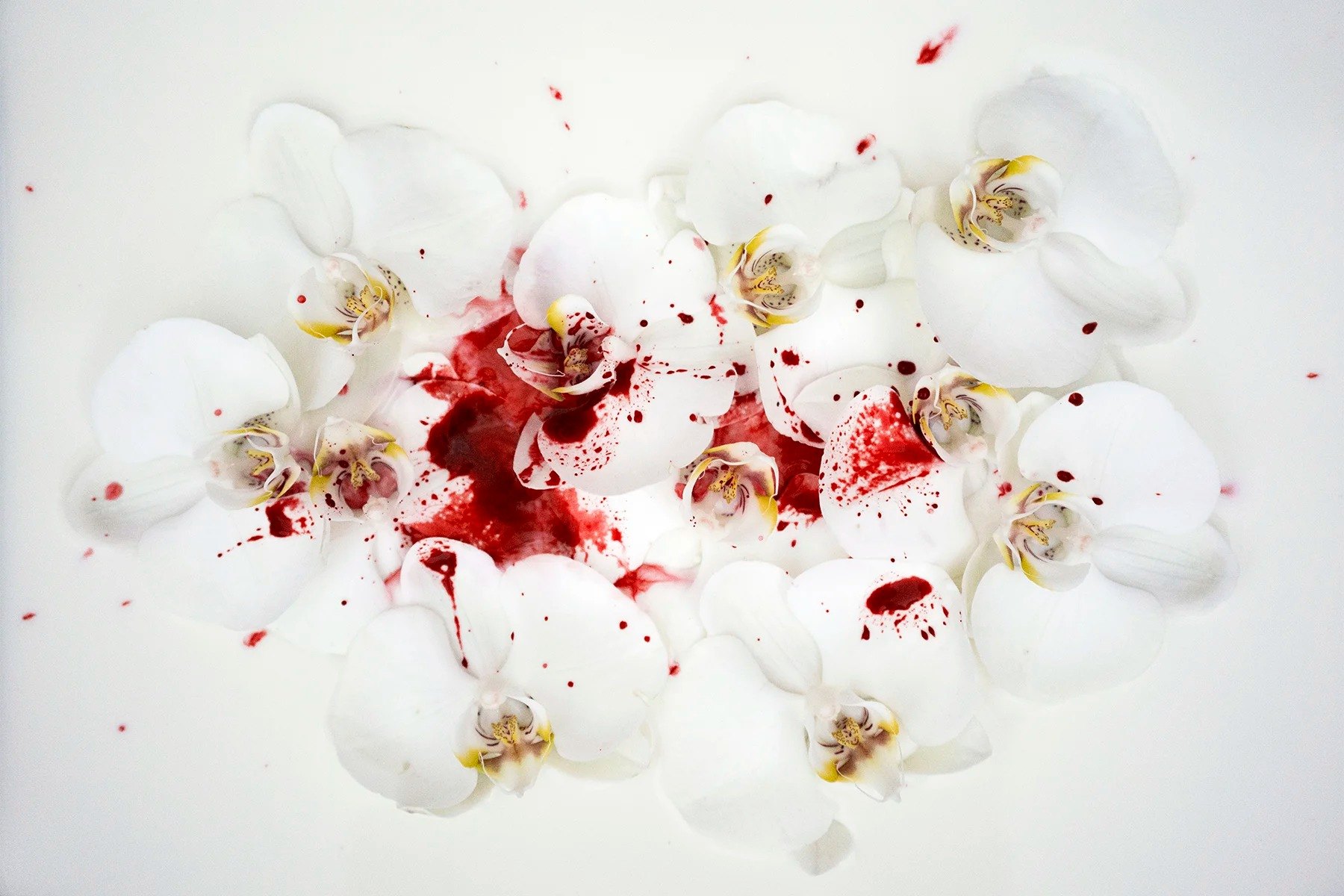 White orchid petals and red pigment on a white surface