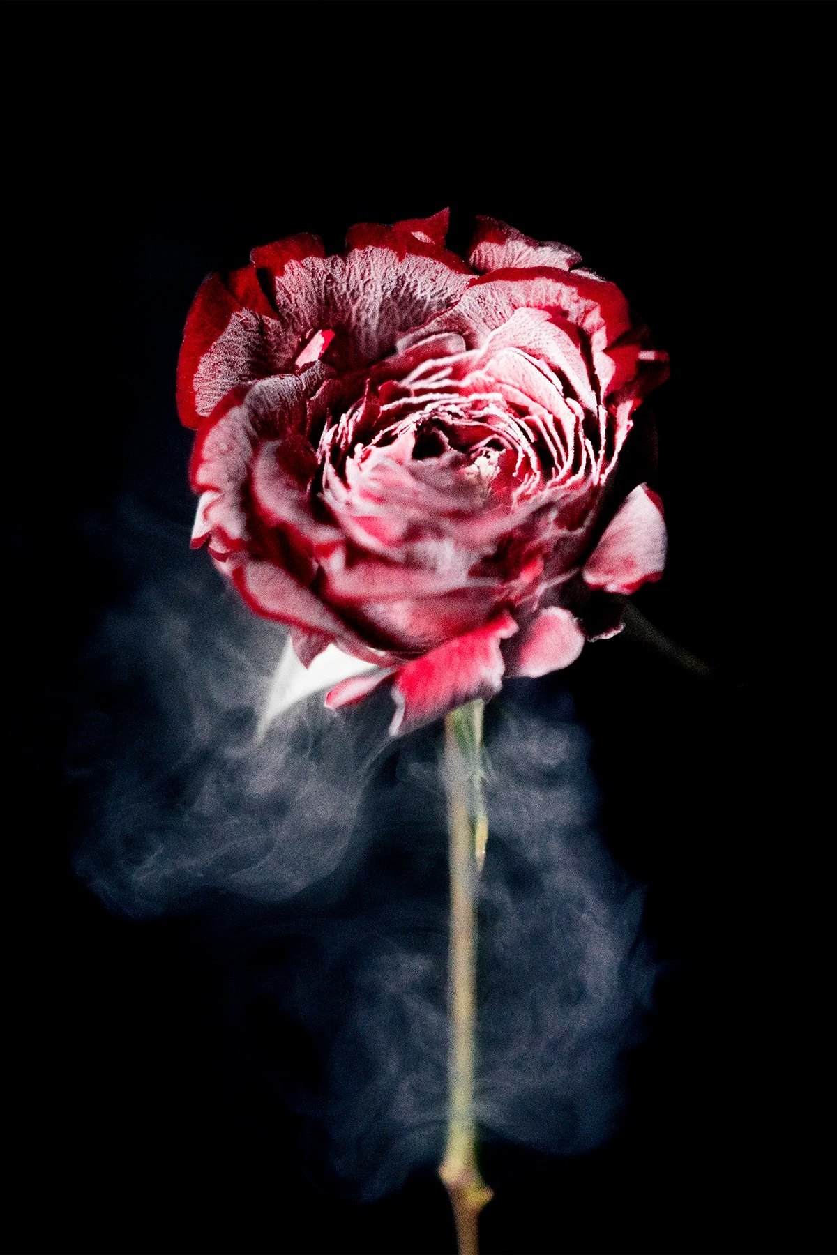 Pink rose surrounded by a cloud of blue smoke