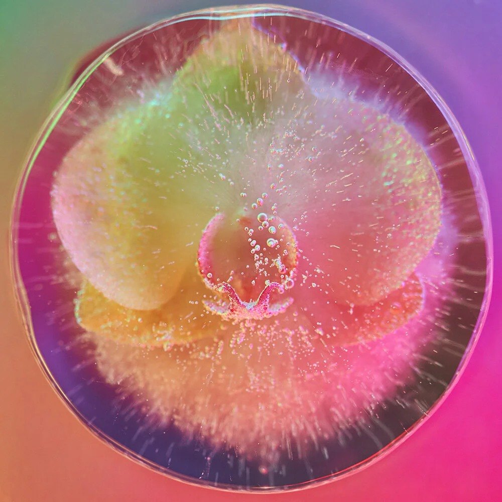 Translucent circular form in pink and yellow