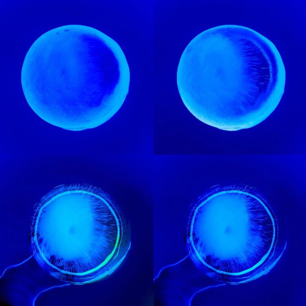 Four blue circular forms on a deep blue field