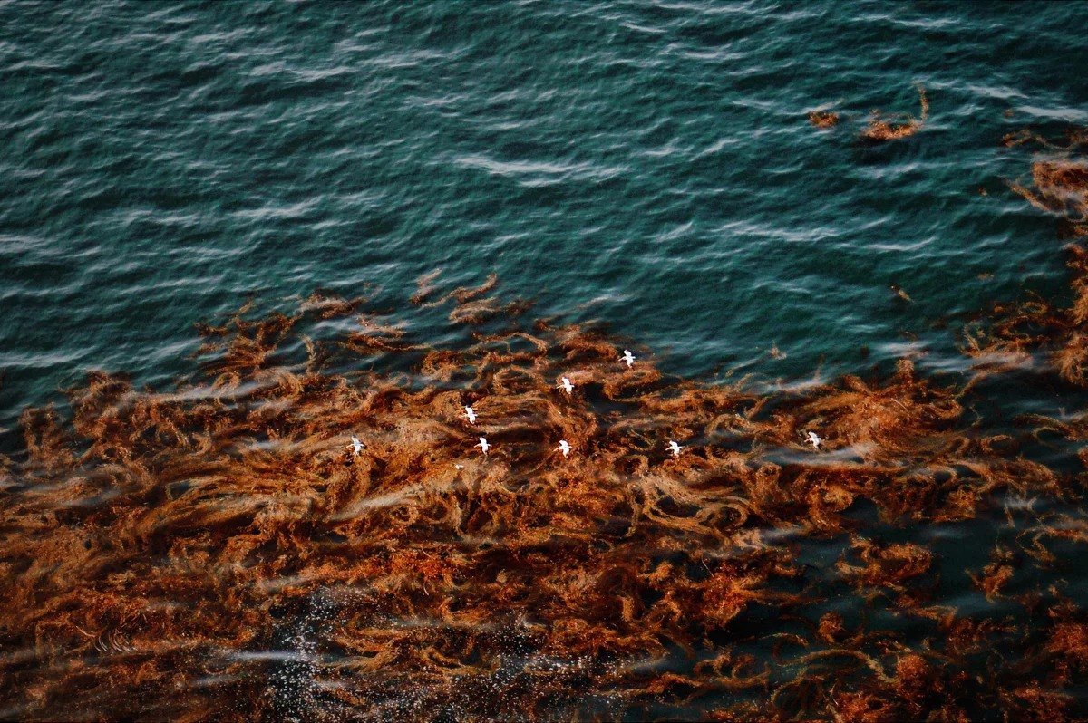 Orange seaweed beneath blue-green water