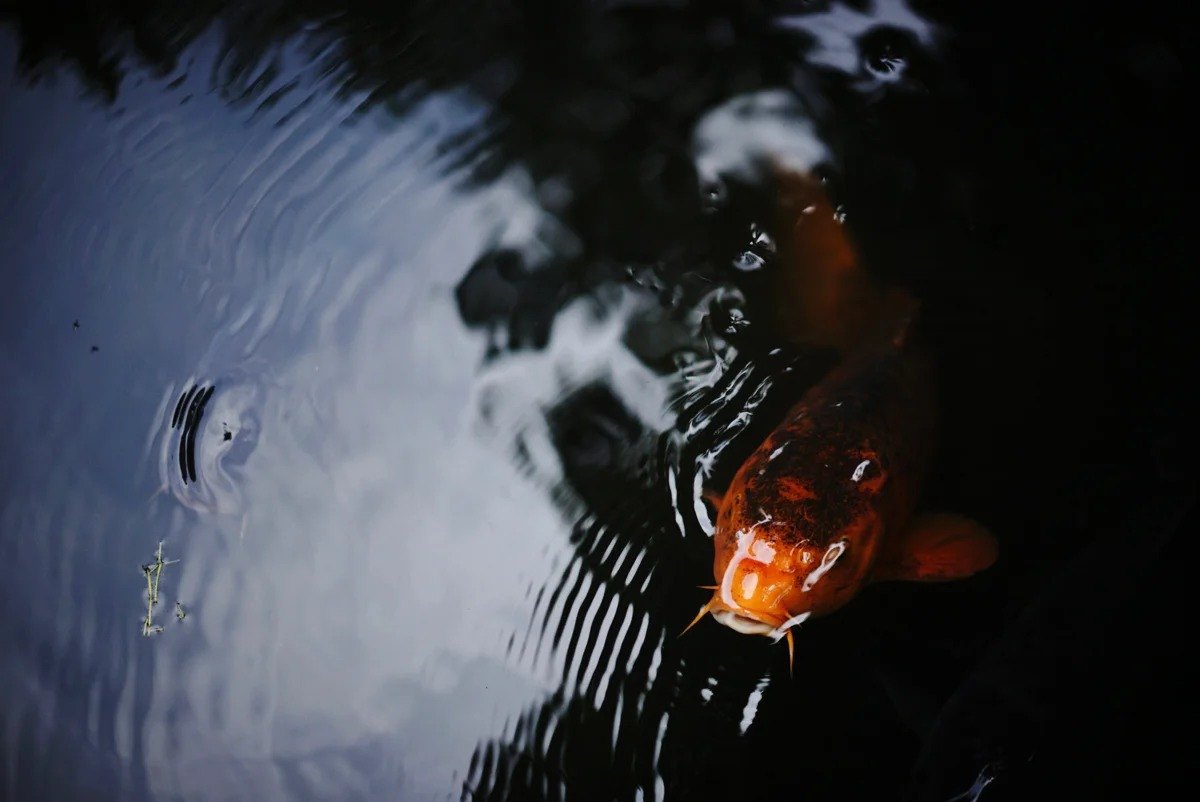 Orange fish beneath a rippling reflective surface
